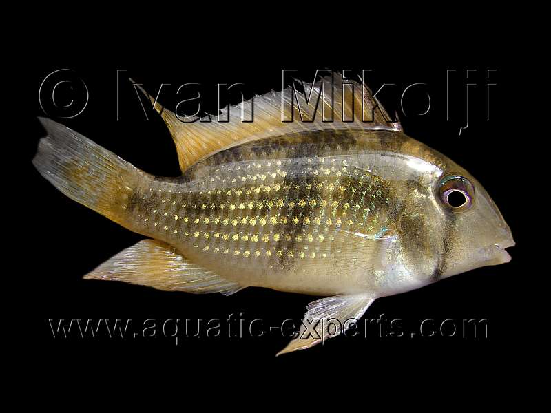 Guianacara stergiosi